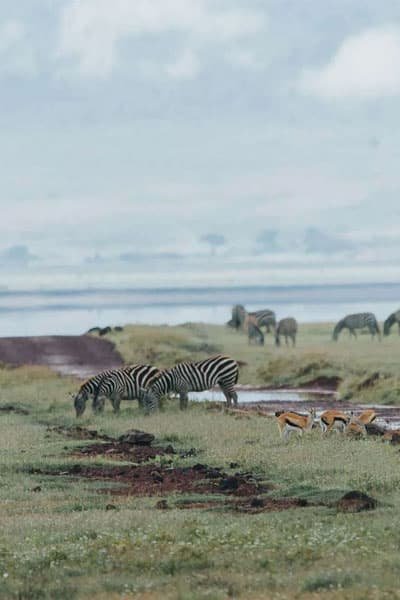 GAME DRIVES