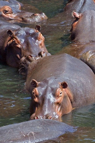 BEAUTIFUL HIPPO POD