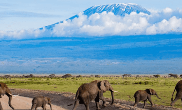 Welk land in Afrika heeft de beste safari?