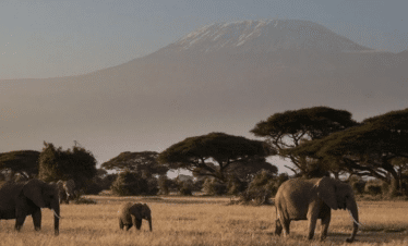 Luxury African Safaris