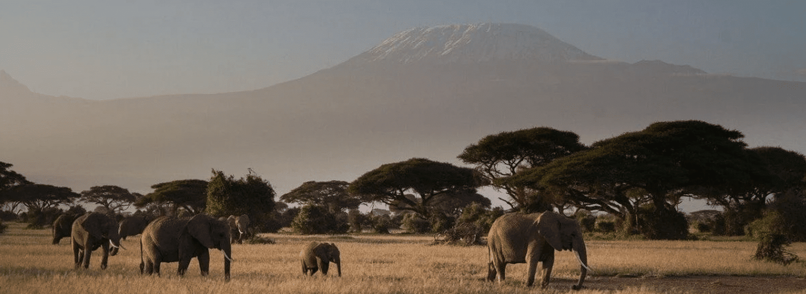 Luxury African Safaris