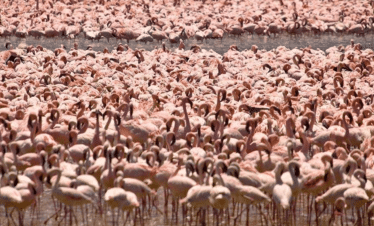 Luxury African Safaris