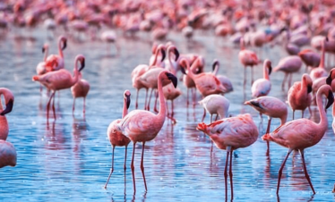 Les meilleurs safaris d'Afrique