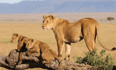 Safari Animalier Au Kenya