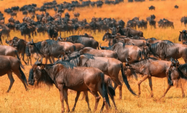 Wildlife Safari Kenia