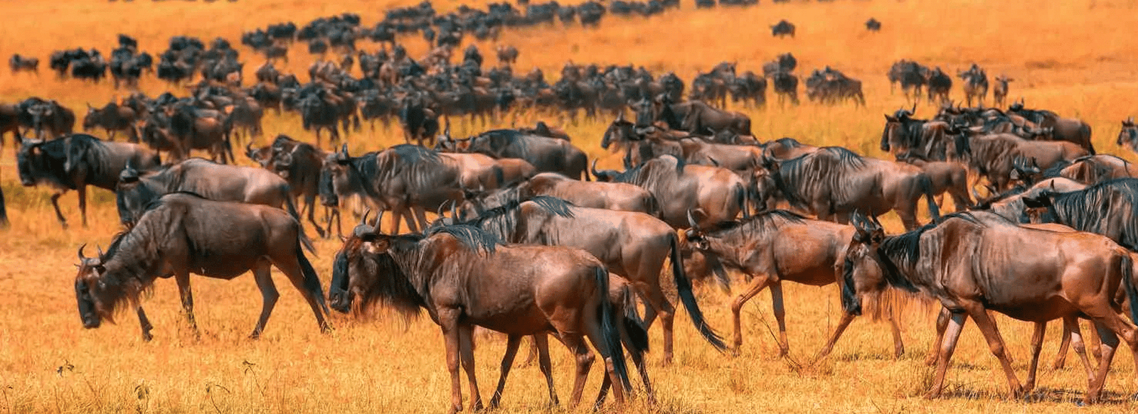 Wildlife Safari Kenia