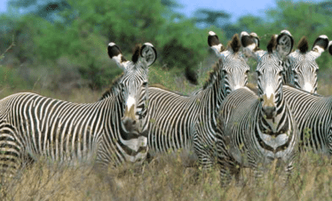Best safari in Kenya