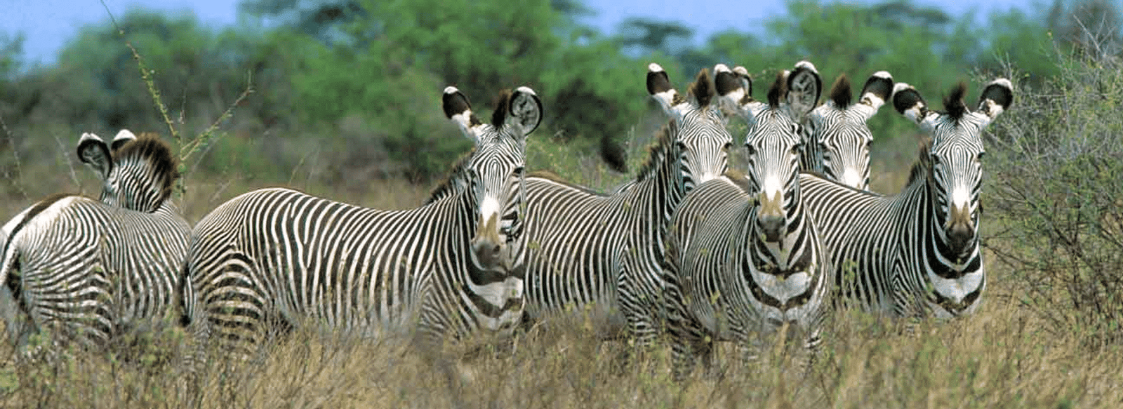 Best safari in Kenya