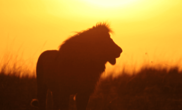 Kenya's Best Safari Parks And Reserves