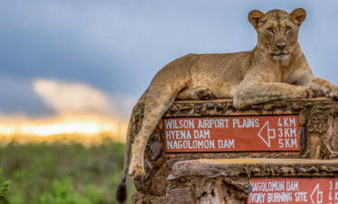 Wildlife Safari Kenia