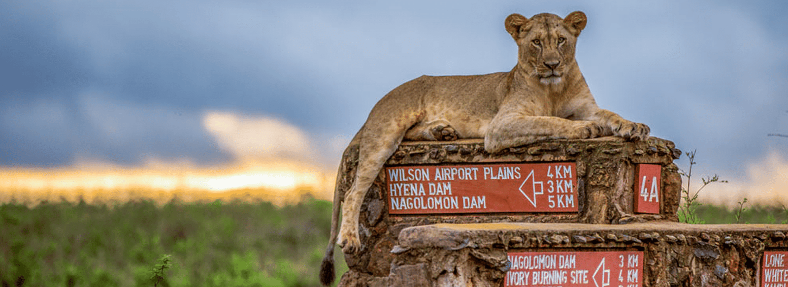 Wildlife Safari Kenia