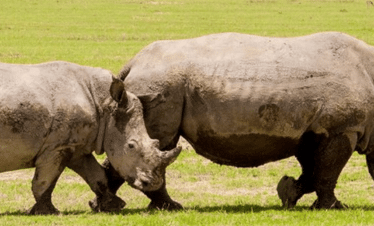 Safari Trips to Kenya