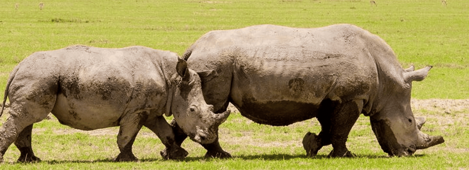 Safari Trips to Kenya