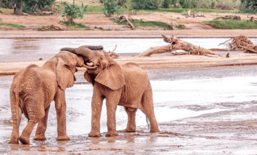 Circuit et voyage safari en Afrique