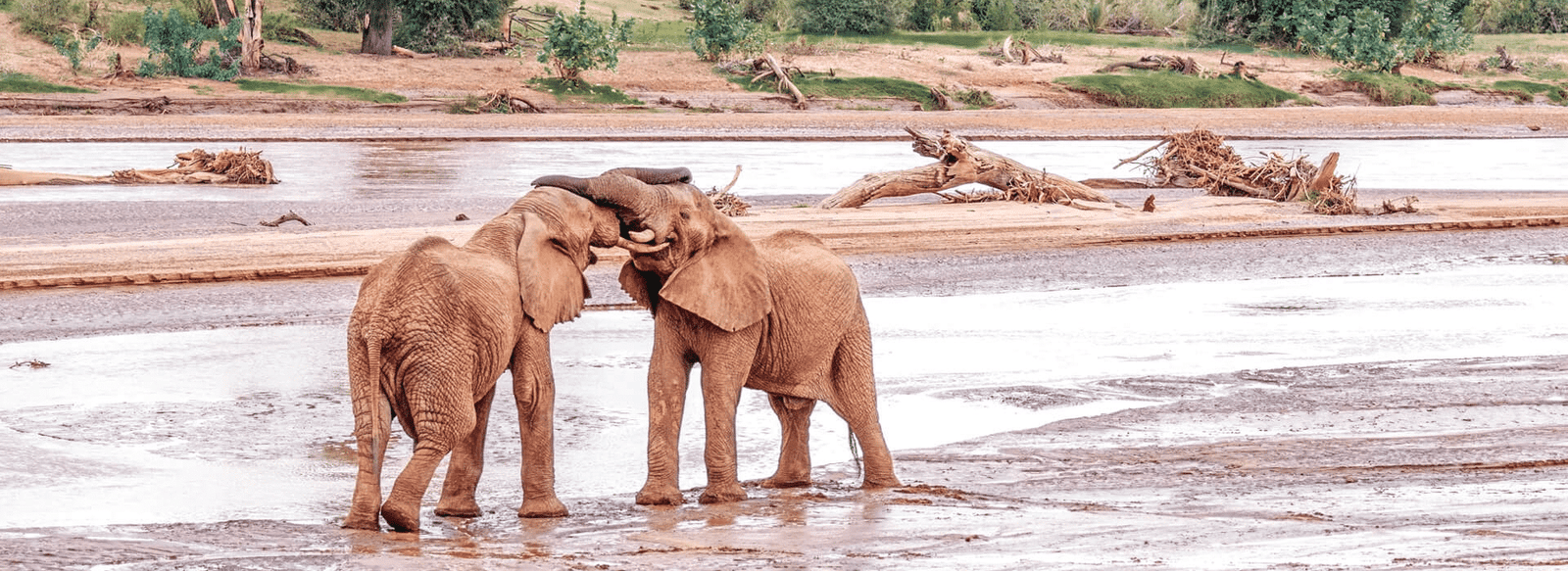 Circuit et voyage safari en Afrique