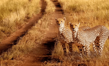 beste zeit für safari in afrika