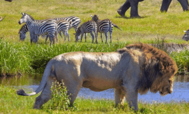 Voyage et safari au Kenya