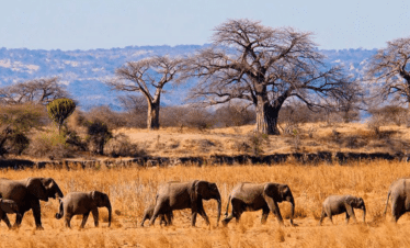 Safari naturalistico e con le aquile di mare