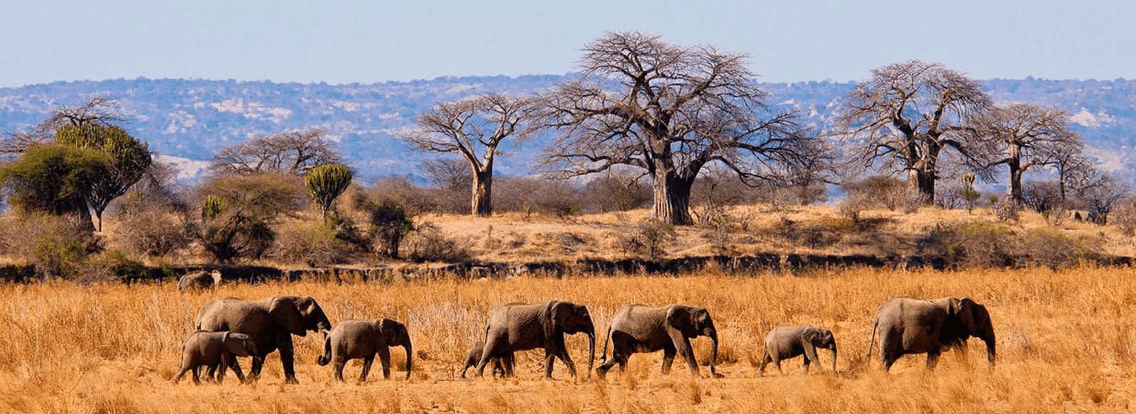 Safari naturalistico e con le aquile di mare