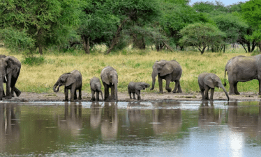 Exklusive Afrika Reisen & Safaris