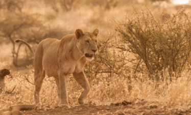 Ou partir en Afrique en famille