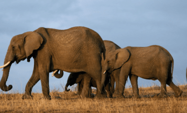 Kenya's Best Safari Parks And Reserves