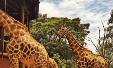 Voyages & Safari en Afrique